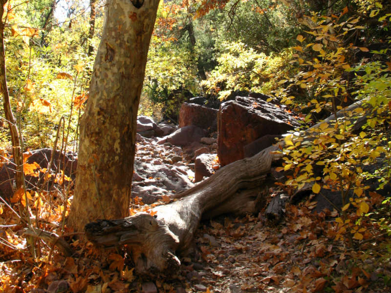 Log across a forest path - sometimes the path (and reading) is difficult