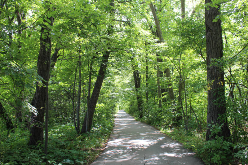 Tree-lined walkway